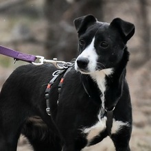 SIMI, Hund, Mischlingshund in Slowakische Republik - Bild 1