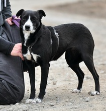 SIMI, Hund, Mischlingshund in Slowakische Republik - Bild 10