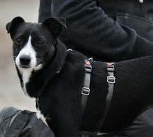 SIMI, Hund, Mischlingshund in Slowakische Republik - Bild 12