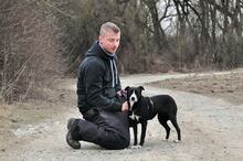 SIMI, Hund, Mischlingshund in Slowakische Republik - Bild 3