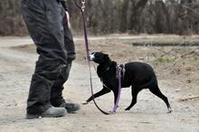 SIMI, Hund, Mischlingshund in Slowakische Republik - Bild 4