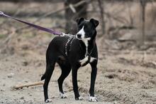 SIMI, Hund, Mischlingshund in Slowakische Republik - Bild 5