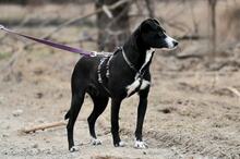 SIMI, Hund, Mischlingshund in Slowakische Republik - Bild 6