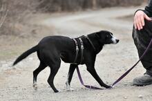 SIMI, Hund, Mischlingshund in Slowakische Republik - Bild 7