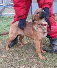 TECA, Hund, Mischlingshund in Ungarn - Bild 3