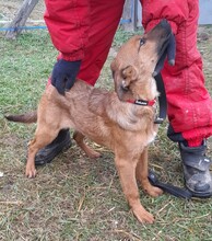 TECA, Hund, Mischlingshund in Ungarn - Bild 6