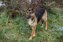 NOVA, Hund, Deutscher Schäferhund-Mix in Kroatien - Bild 1