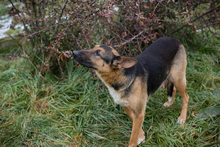 NOVA, Hund, Deutscher Schäferhund-Mix in Kroatien - Bild 2