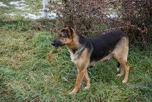 NOVA, Hund, Deutscher Schäferhund-Mix in Kroatien - Bild 3