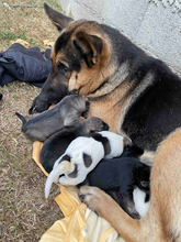 NOVA, Hund, Deutscher Schäferhund-Mix in Kroatien - Bild 4