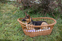 NOVA, Hund, Deutscher Schäferhund-Mix in Kroatien - Bild 6