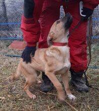 HELEN, Hund, Mischlingshund in Ungarn - Bild 2