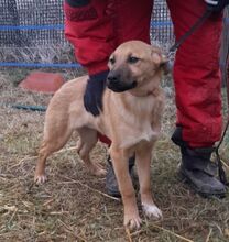 HELEN, Hund, Mischlingshund in Ungarn - Bild 4