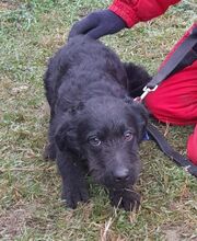 KOROM, Hund, Schnauzer-Mix in Ungarn - Bild 1