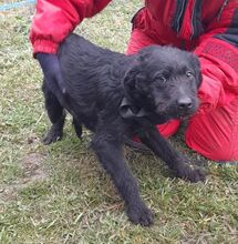 KOROM, Hund, Schnauzer-Mix in Ungarn - Bild 3