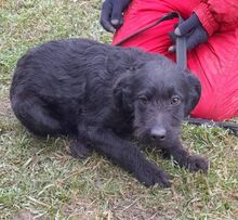 KOROM, Hund, Schnauzer-Mix in Ungarn - Bild 4