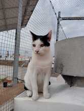 PANDA, Katze, Hauskatze in Spanien - Bild 12