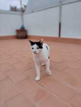 PANDA, Katze, Hauskatze in Spanien - Bild 14