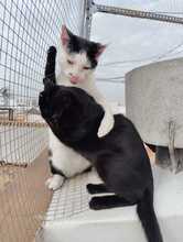 PANDA, Katze, Hauskatze in Spanien - Bild 7