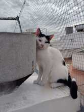 PANDA, Katze, Hauskatze in Spanien - Bild 8