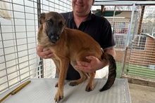 CAROLINA, Hund, Deutscher Schäferhund-Mix in Italien - Bild 12