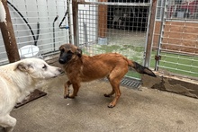 CAROLINA, Hund, Deutscher Schäferhund-Mix in Italien - Bild 13