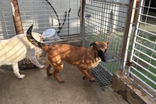 CAROLINA, Hund, Deutscher Schäferhund-Mix in Italien - Bild 14