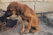 CAROLINA, Hund, Deutscher Schäferhund-Mix in Italien - Bild 17