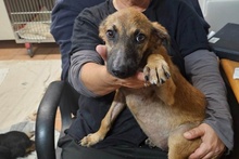 CAROLINA, Hund, Deutscher Schäferhund-Mix in Italien - Bild 18