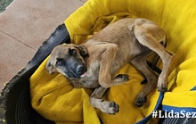 CAROLINA, Hund, Deutscher Schäferhund-Mix in Italien - Bild 19