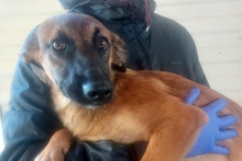 CAROLINA, Hund, Deutscher Schäferhund-Mix in Italien - Bild 8