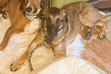 CAROLINA, Hund, Malinois-Mix in Dormagen