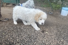 RICKY, Hund, Maremmano-Pastore Fonnese-Mix in Italien - Bild 15