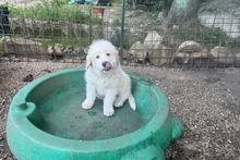 RICKY, Hund, Maremmano-Pastore Fonnese-Mix in Italien - Bild 16