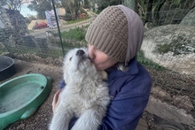 RICKY, Hund, Maremmano-Pastore Fonnese-Mix in Italien - Bild 17