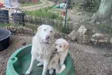 RICKY, Hund, Maremmano-Pastore Fonnese-Mix in Italien - Bild 19