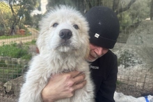 RICKY, Hund, Maremmano-Pastore Fonnese-Mix in Italien - Bild 20
