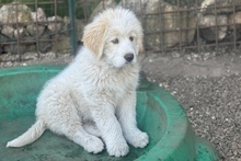 RICKY, Hund, Maremmano-Pastore Fonnese-Mix in Italien - Bild 22