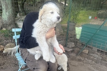 RICKY, Hund, Maremmano-Pastore Fonnese-Mix in Italien - Bild 23
