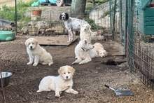 RICKY, Hund, Maremmano-Pastore Fonnese-Mix in Italien - Bild 24