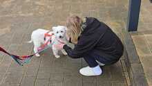 BO, Hund, Mischlingshund in Lünen - Bild 2