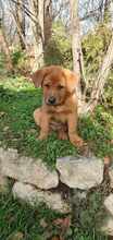 MRHENRY, Hund, Mischlingshund in Bulgarien - Bild 7