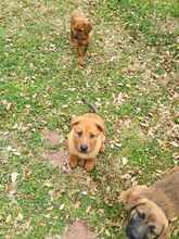 MRBOLLE, Hund, Mischlingshund in Bulgarien - Bild 2