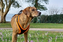 ROMEO, Hund, Segugio Italiano a pelo forte-Mix in Radolfzell - Bild 1