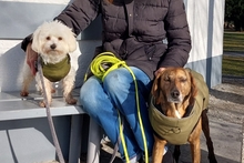 ROMEO, Hund, Segugio Italiano a pelo forte-Mix in Radolfzell - Bild 5