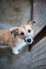 JORIK, Hund, Mischlingshund in Vierherrenborn - Bild 1