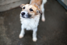 JORIK, Hund, Mischlingshund in Vierherrenborn - Bild 2