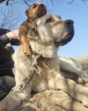 ARES, Hund, Kangal in Neustadt - Bild 1