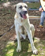 ARES, Hund, Kangal in Neustadt - Bild 10