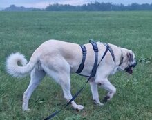 ARES, Hund, Kangal in Neustadt - Bild 12